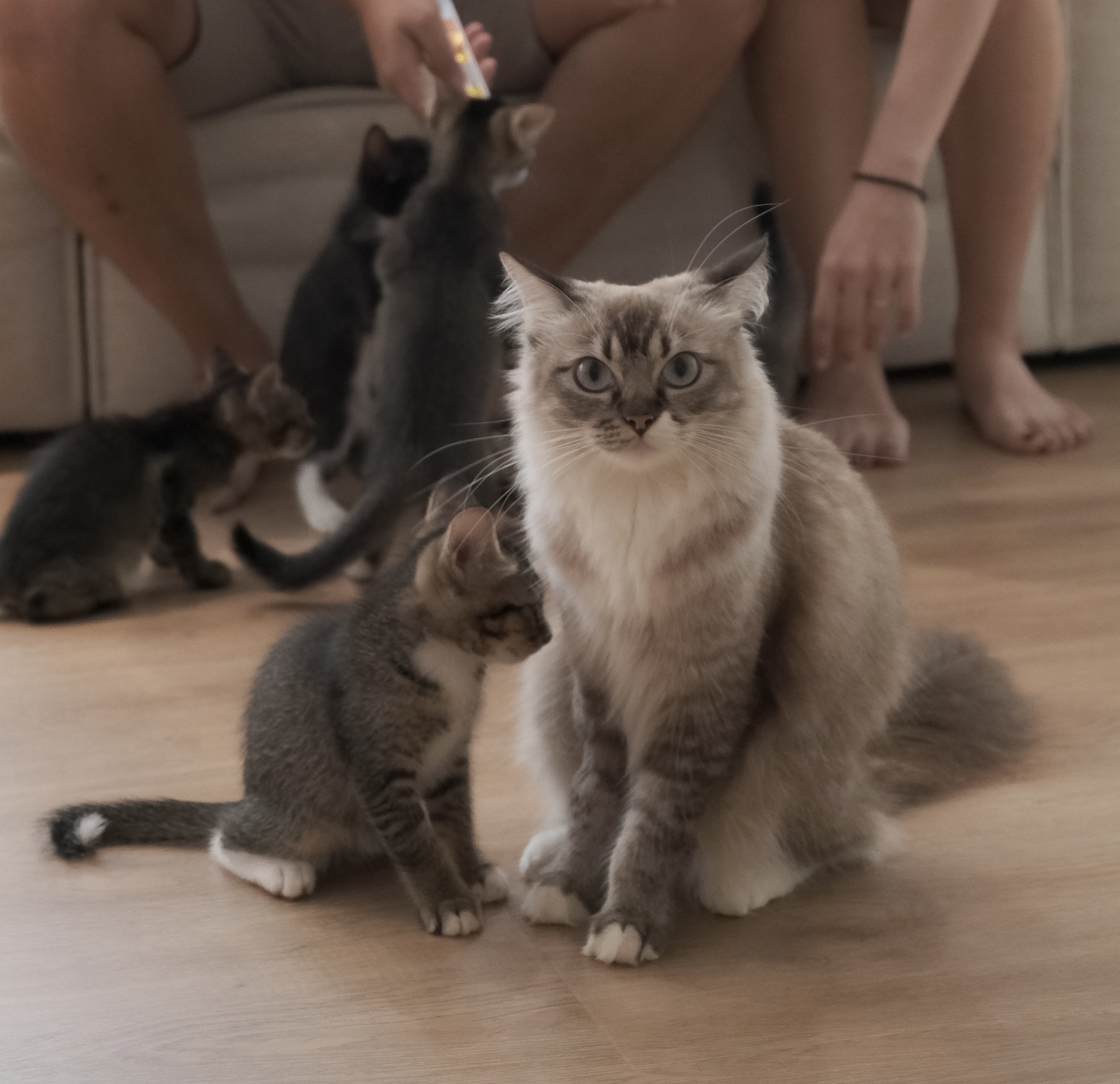 Image Kiko Kafe — Cat-Run Home Café for Matcha & Croffles